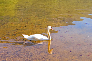 White swan swimming 