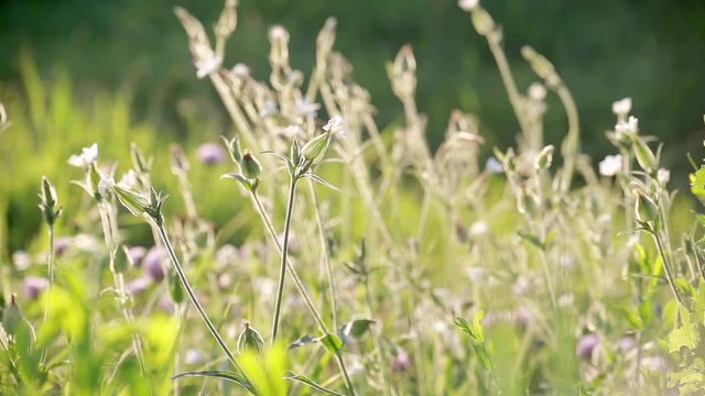 Silene Vulgaris or Balder Campion field  flowers