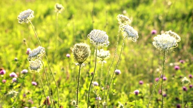 Wildflowers in summer sunnyday