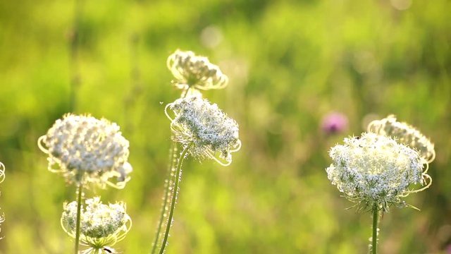 Wildflowers in summer sunnyday