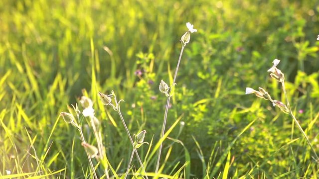 Silene Vulgaris or Balder Campion field  flowers