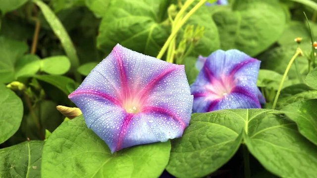 Flower blue garden bindweed. Nature background