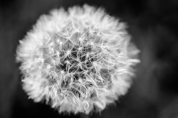 Dandelion Darkness