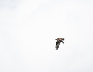 Osprey on White