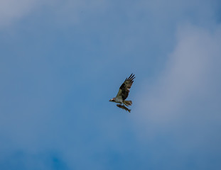 Osprey catching a fish