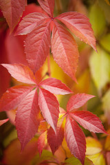 Red leaves of whild grape in autumn time