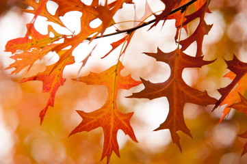 Orange leaves of Japanese Maple tree at autumn