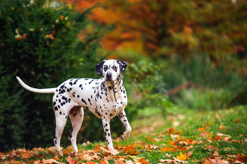 Dalmatian dog in autumn forest - obrazy, fototapety, plakaty
