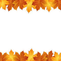 Border of autumn maples leaves.