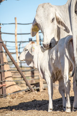 Brahman Cow with Calf