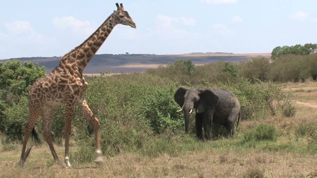 Giraffe and an African Elephant at a watering hole on the savanna