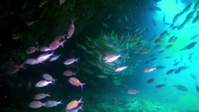 A flock school of tropical fish on the reef in search of food. Amazing, beautiful underwater marine life world of sea creatures in Maldives. Scuba diving and tourism.