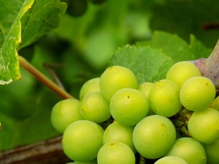Bunch of grapes in vineyard