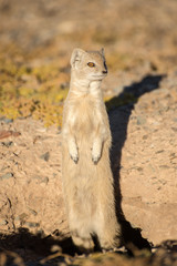 Yellow Mongoose on hind Legs.
