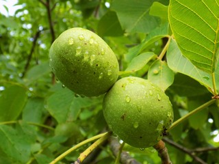 Rain drops on immature walnut after rain