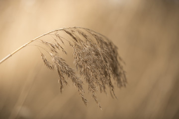 Dry reed before soft brown background