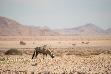 Fototapeta na wymiar Oryx eating desert Melons in Desert Landscape