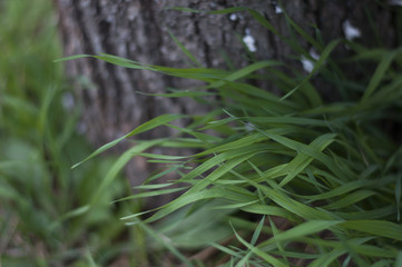 трава на фоне коры дерева