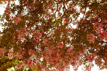 pink oleander Bush as the background of retro