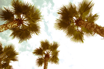 Fototapeta na wymiar palm tree top view