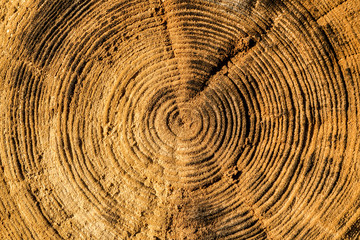 Naklejka premium Life Rings of old log