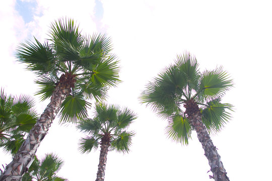 palm tree top view