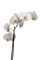 White orchids flowers isolated on a white background