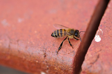 A single bee on a brick wall