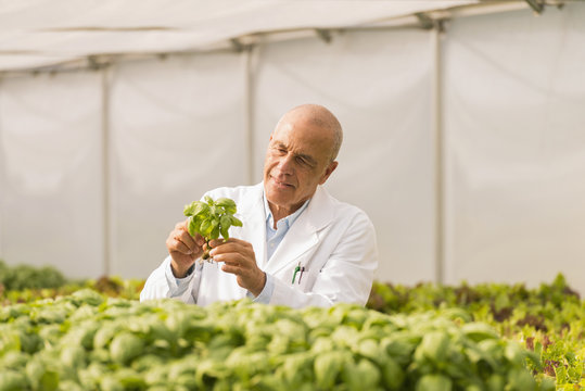 Mixed Race scientist checking green basil plants in greenhouse