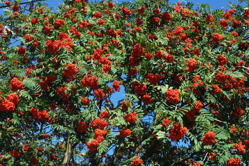 Delicious ripe red Rowan berries growing on a tree in the garden