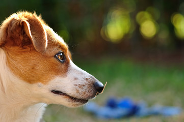 A beautiful attentive Jack Russel pup
