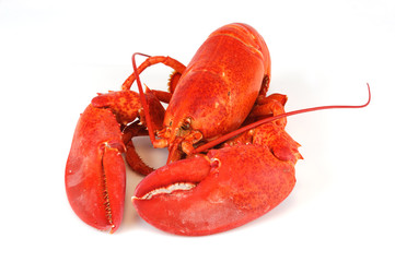 single cooked red lobster isolated on white background