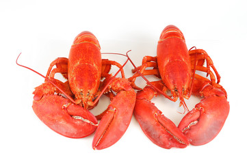 single cooked red lobster isolated on white background