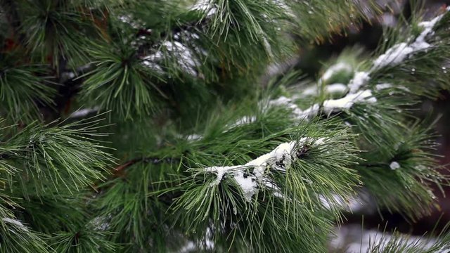 Fir-tree in forest covered with snow