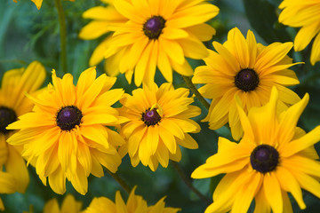 Fototapeta premium Yellow flowers background