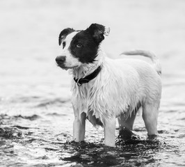 Watchdog standing in water.