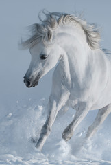 Naklejka na ściany i meble Close up galloping white stallions in snow.