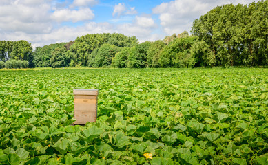 Field with organic pumpkin cultivation and a beehive