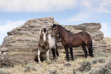 Obraz premium Wild Mustangs
