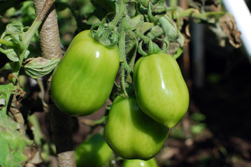 Three green tomatoes growing on a branch in the garden