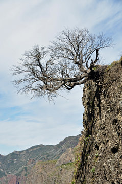 Bergkiefer
