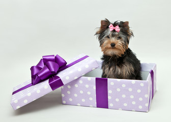 Yorkshire Terrier sits in a gift box