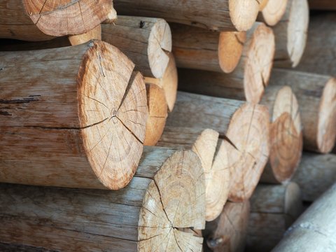 Dry Firewood Logs