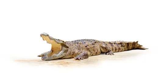 Photo sur Aluminium Crocodile Crocodile / Crocodile swamp avec bouche ouverte sur fond blanc.