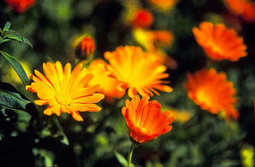 Orange flowers