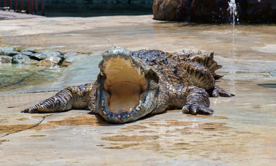 Naklejka premium Crocodile / View of crocodile swamp with open mouth.