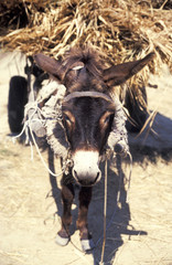  Donkey carrying supplies