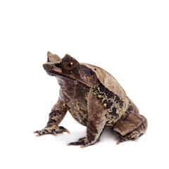 The long-nosed horned frog on white