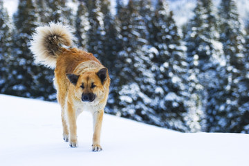 Dog in the Snow