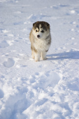  Puppy in snow